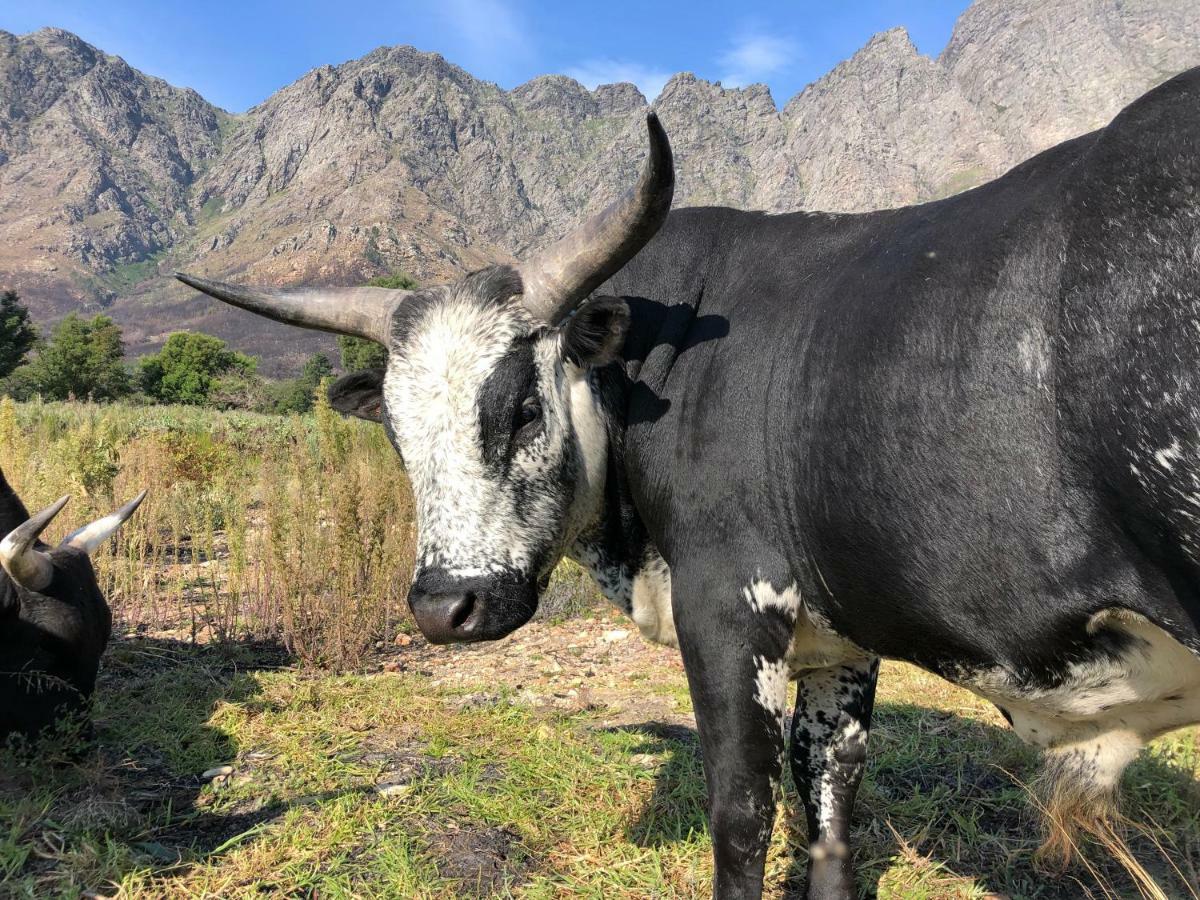 منزل الضيف فرانستشوك  في The Barn In Franschoek المظهر الخارجي الصورة